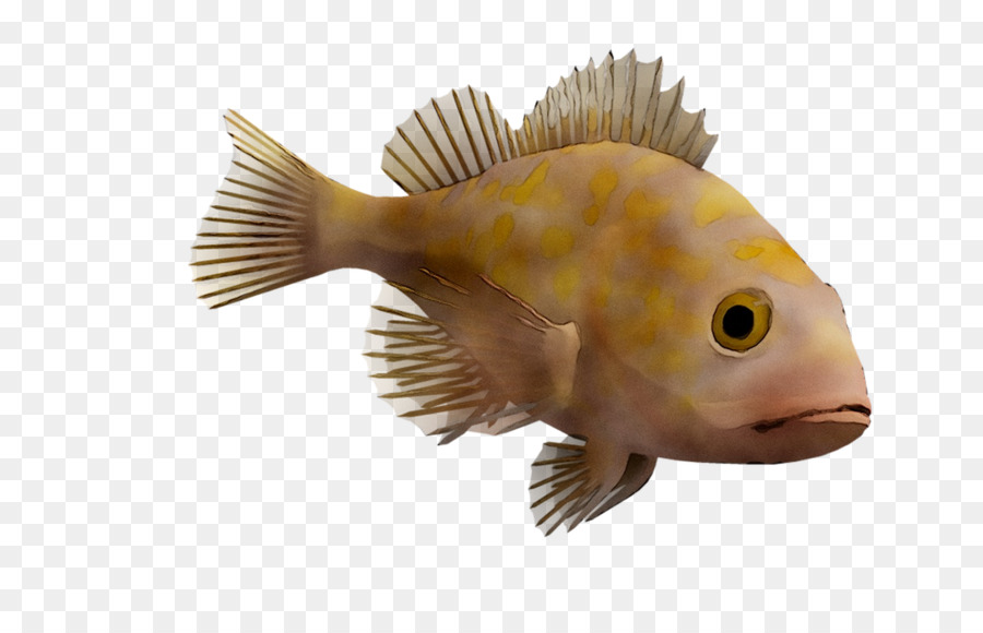 Fauna，Ikan PNG