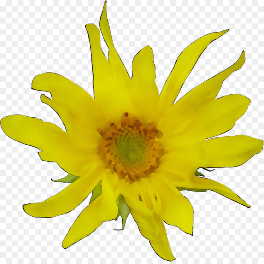 Umum Bunga Matahari，Kuning PNG