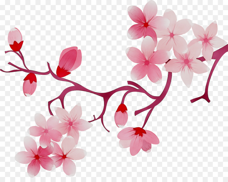 Bunga Sakura，Bunga PNG