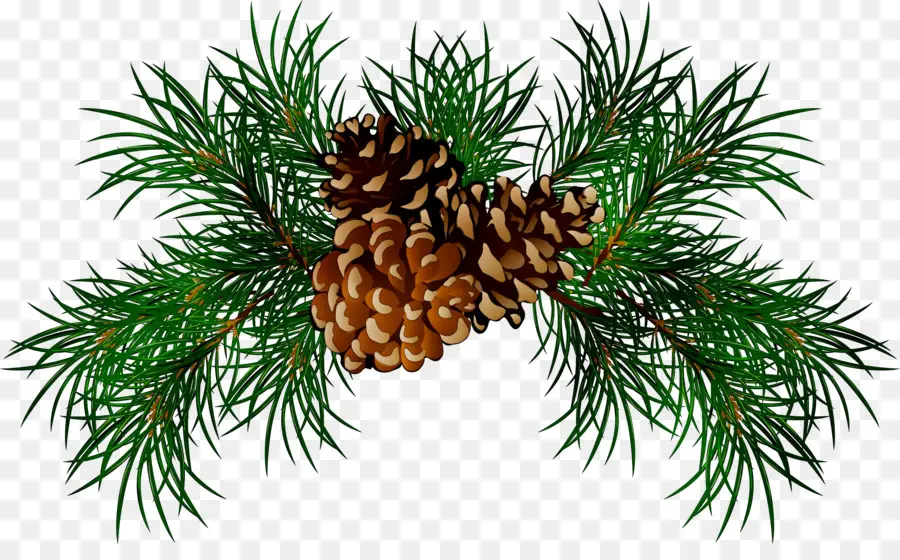 Kerucut Pinus，Kerucut PNG