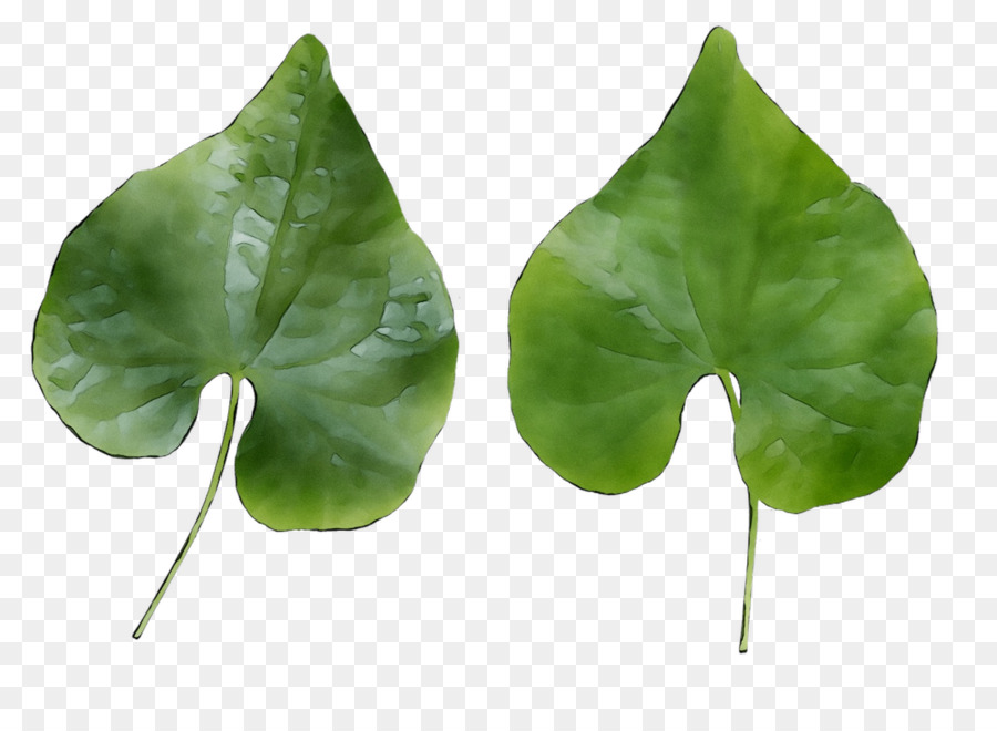 Daun Ivy，Hijau PNG