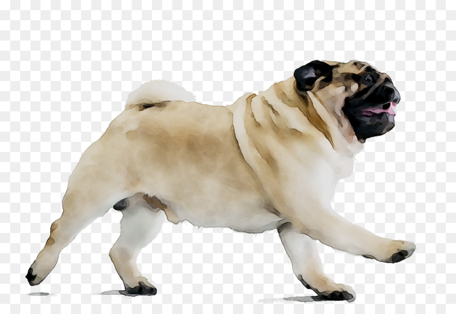 Pug，Anjing Berkembang Biak PNG