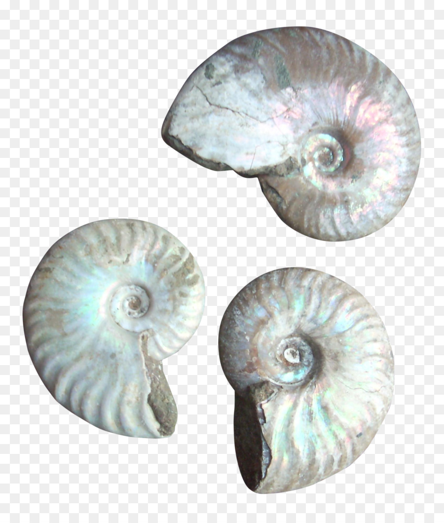 Nautiluses，Kerang PNG