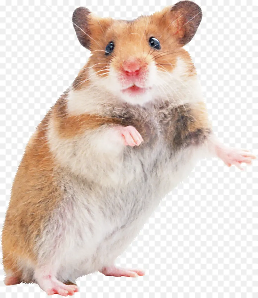 Hamster，Bulu PNG