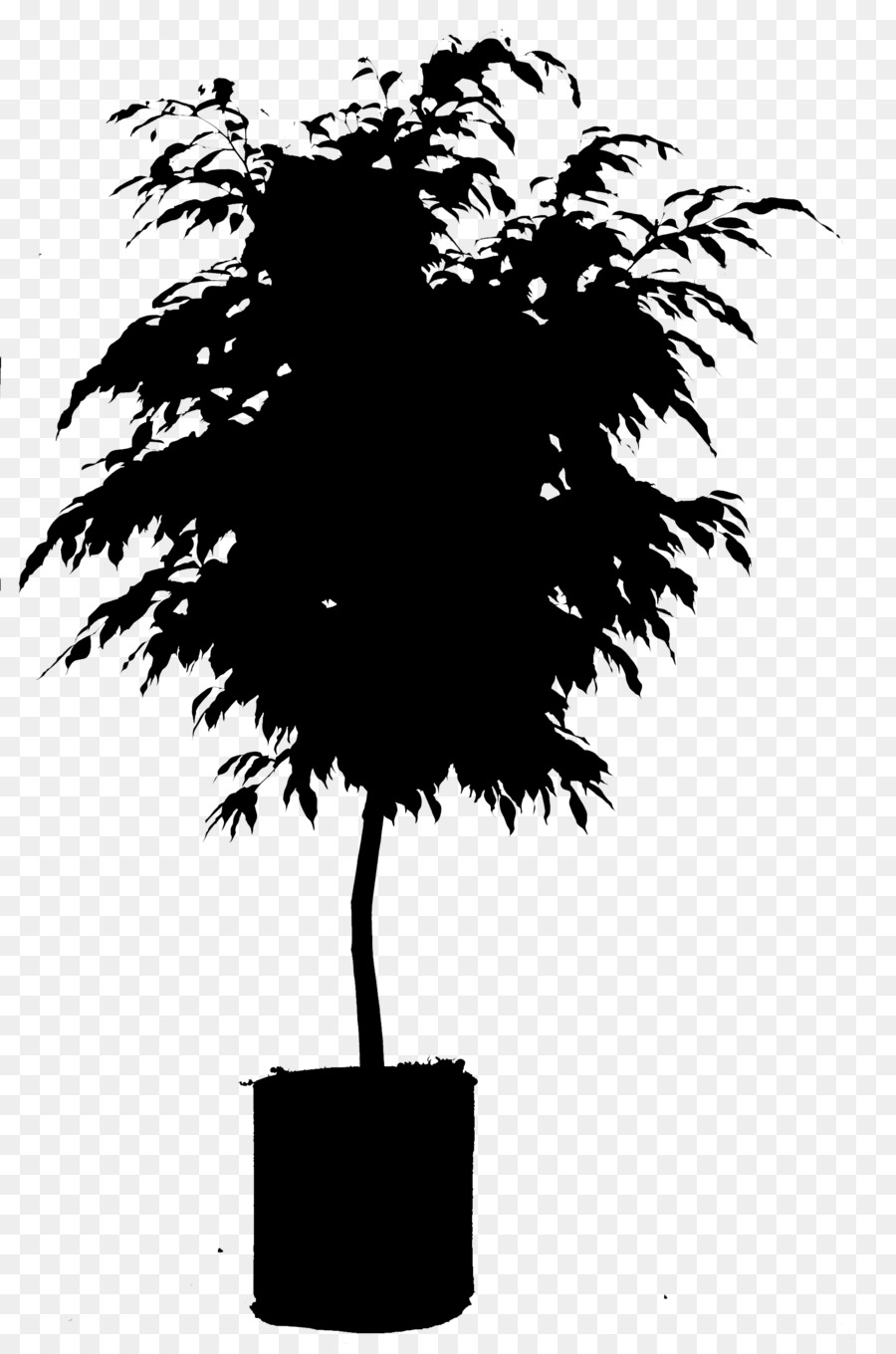 Pohon Pohon Palem，Batang Tanaman PNG