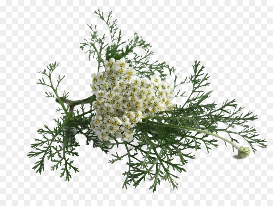 Yarrow, Fibrilasi Atrium, Obat gambar png