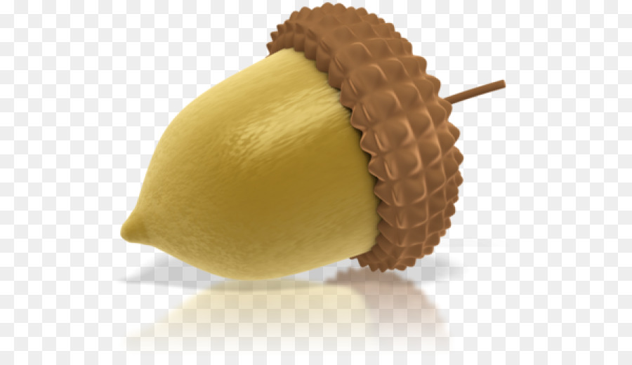 Biji Pohon Ek，Kacang PNG