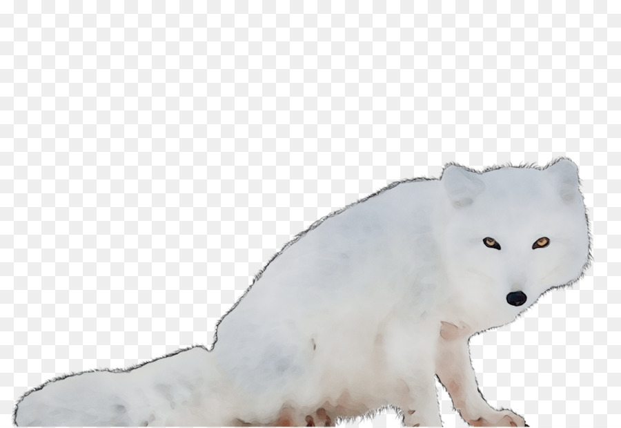 Arctic Fox，Beruang PNG