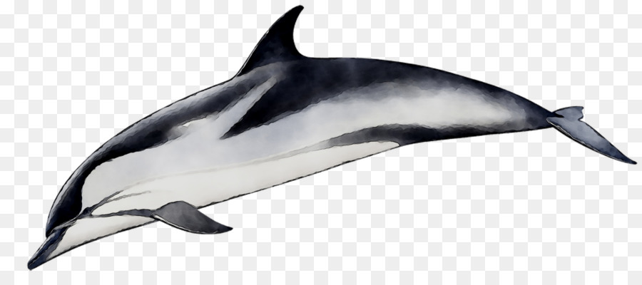 Spinner Dolphin，Lumba Lumba Umum Yang Dilapisi Pendek PNG