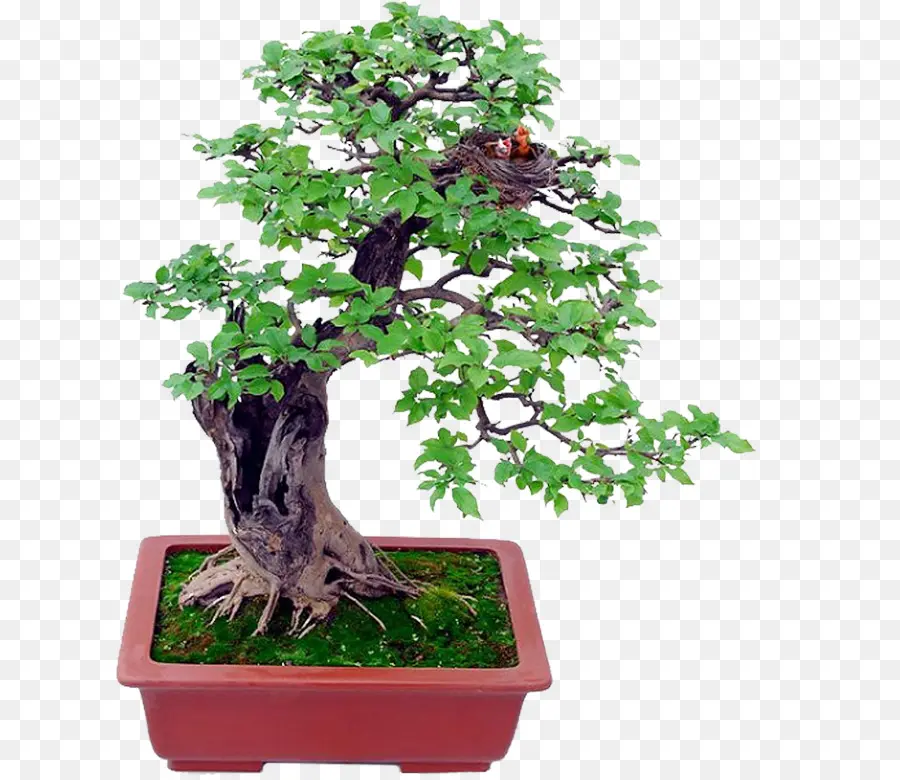 Pohon Bonsai，Pohon PNG