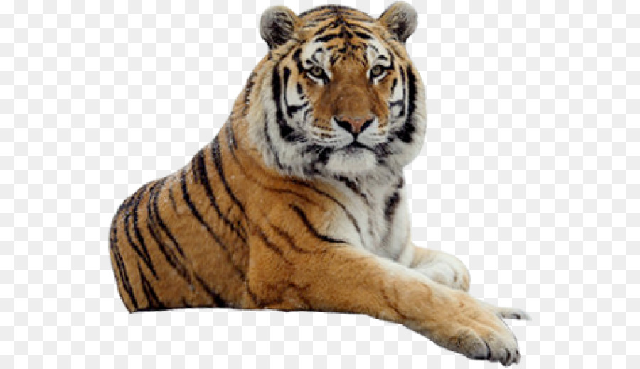 Harimau，Kucing PNG