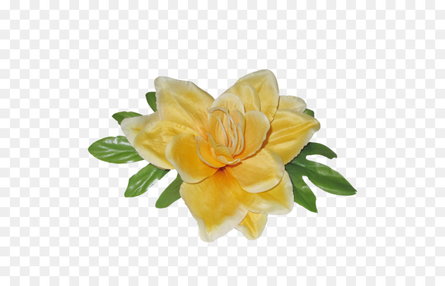 Bunga Potong，Keluarga Mawar PNG