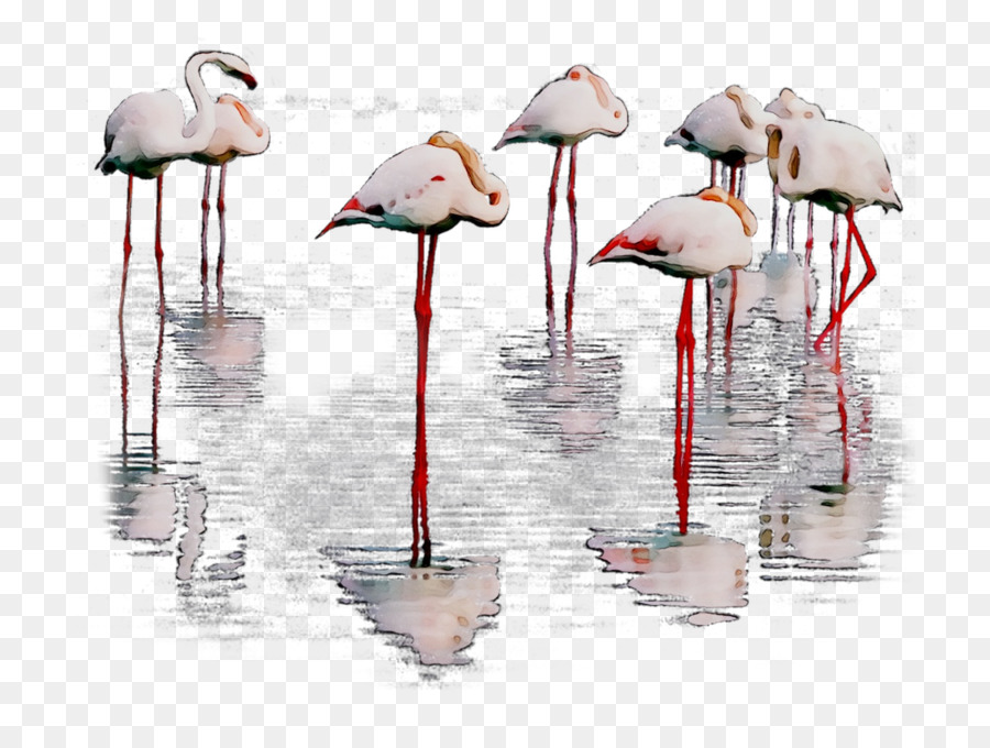 Flamingo，Air PNG