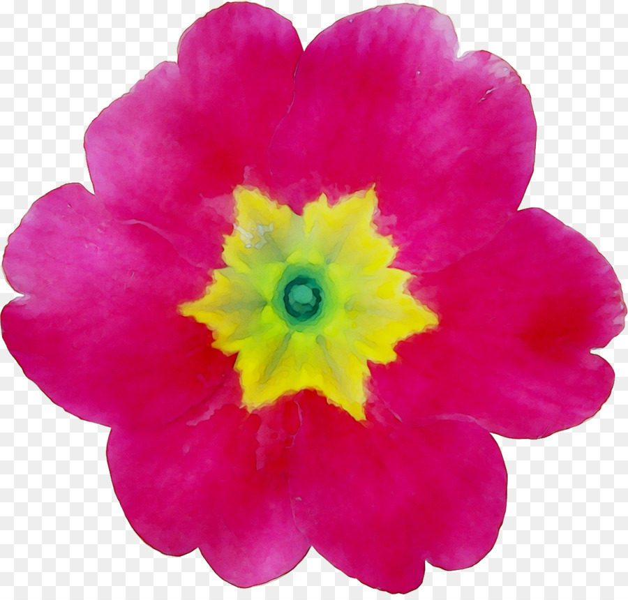 Primrose，Magenta PNG