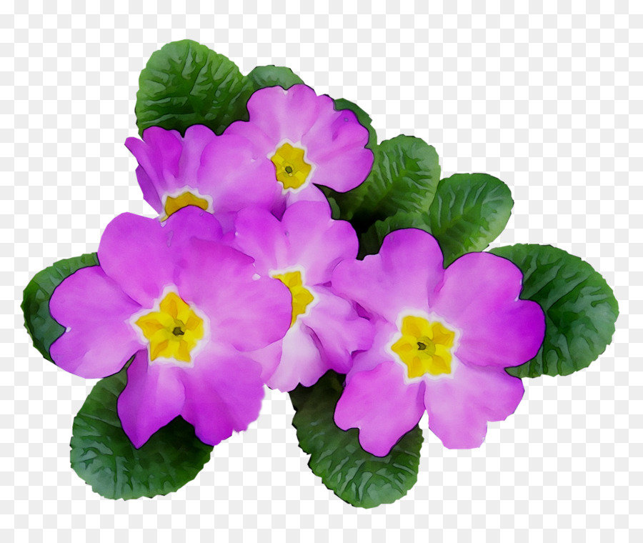 Primrose，Tanaman Tahunan PNG