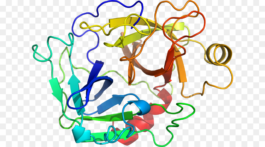 Struktur Protein，Biologi PNG