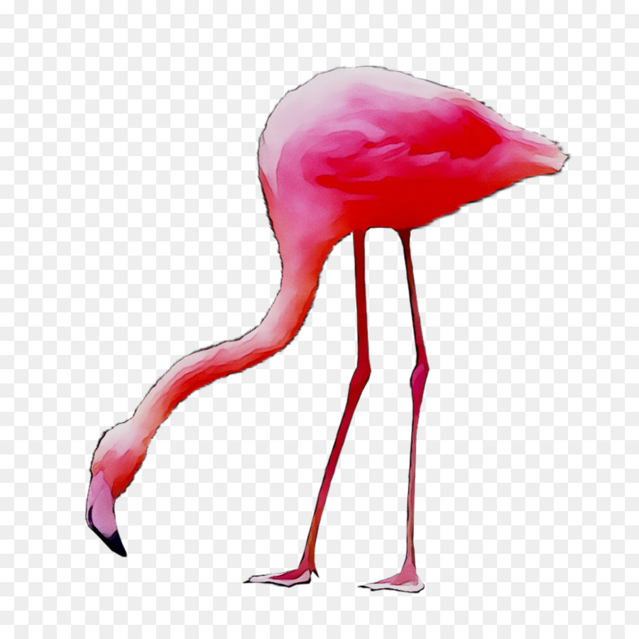 Flamingo，Burung PNG