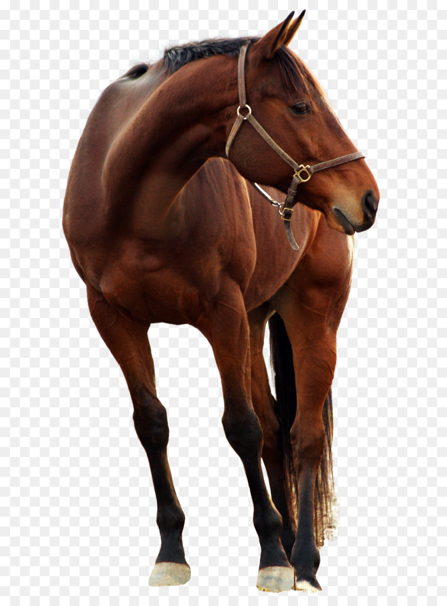 Kuda Arab，Shire Kuda PNG