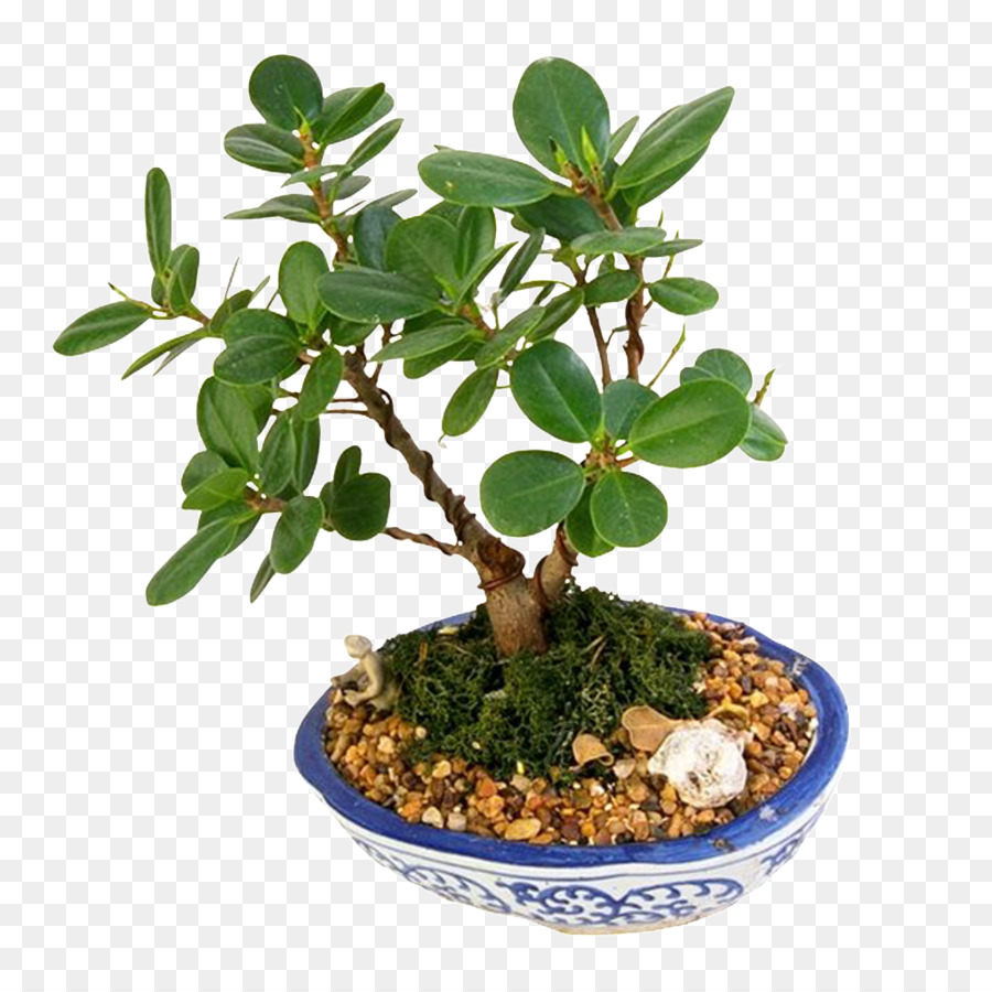 Beringin，Bonsai PNG