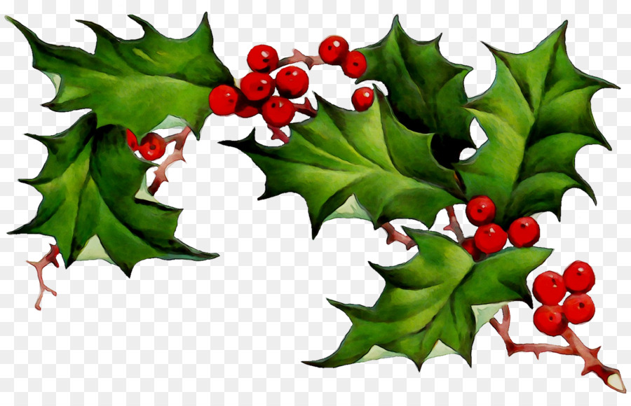 Holly，Daun Daun PNG