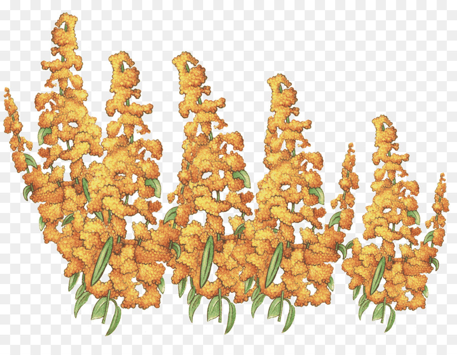 Quinoa，Amaranthaceae PNG