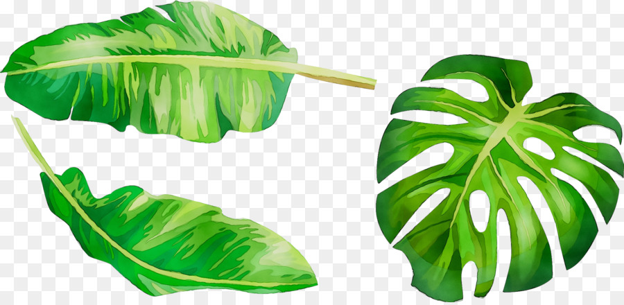 Gambar，Daun PNG