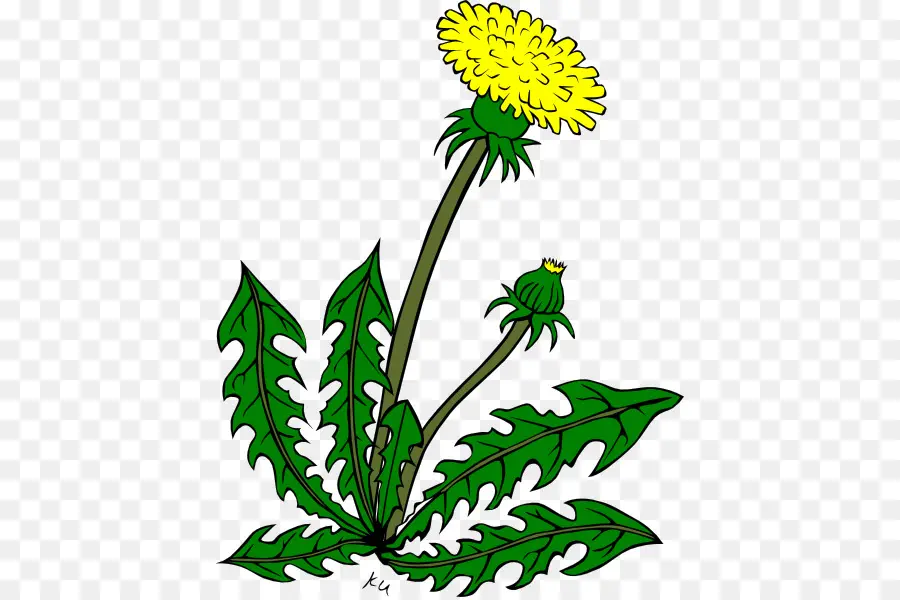 Umum Dandelion，Fotografi Saham PNG