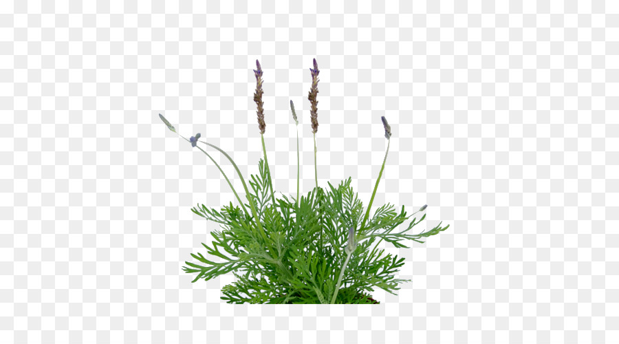 Lavender Perancis，Tanaman Sukulen PNG