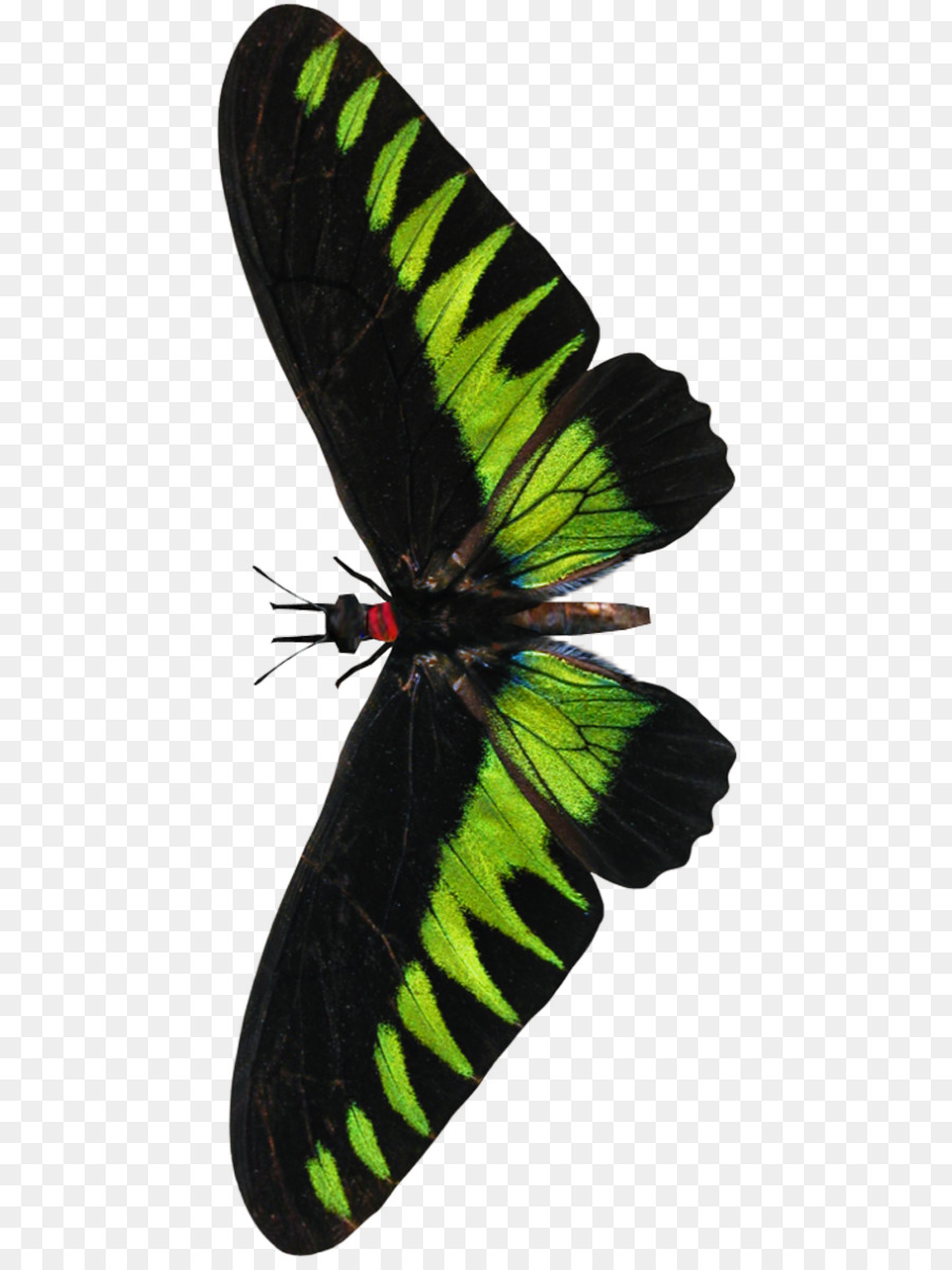 Birdwing Rajah Brooke，Serangga PNG
