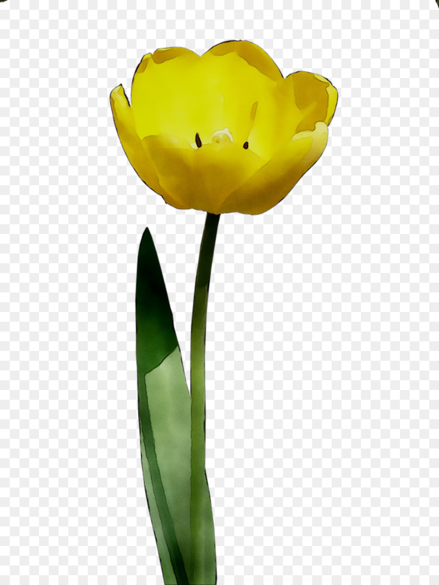 Tulip Kuning，Bunga PNG