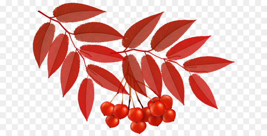 Berry Merah，Daun Daun PNG