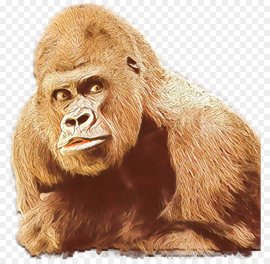 Gorila，Orangutan PNG