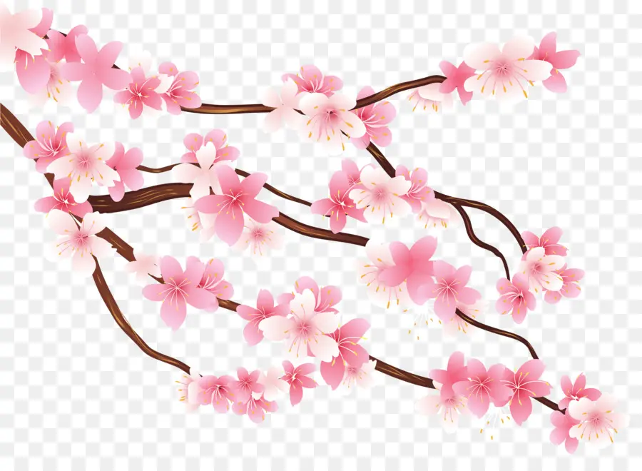 Bunga Sakura，Bunga PNG