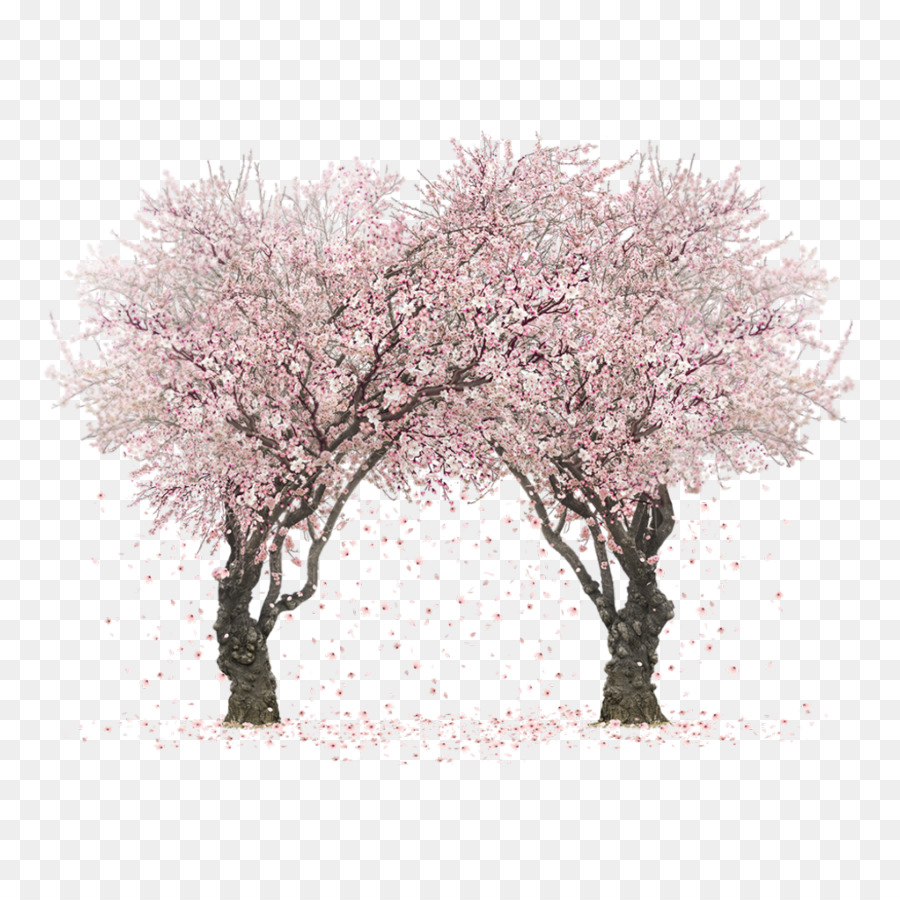 Цветущее дерево на белом фоне