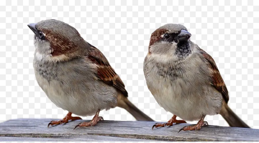 Sparrow，House Sparrow PNG