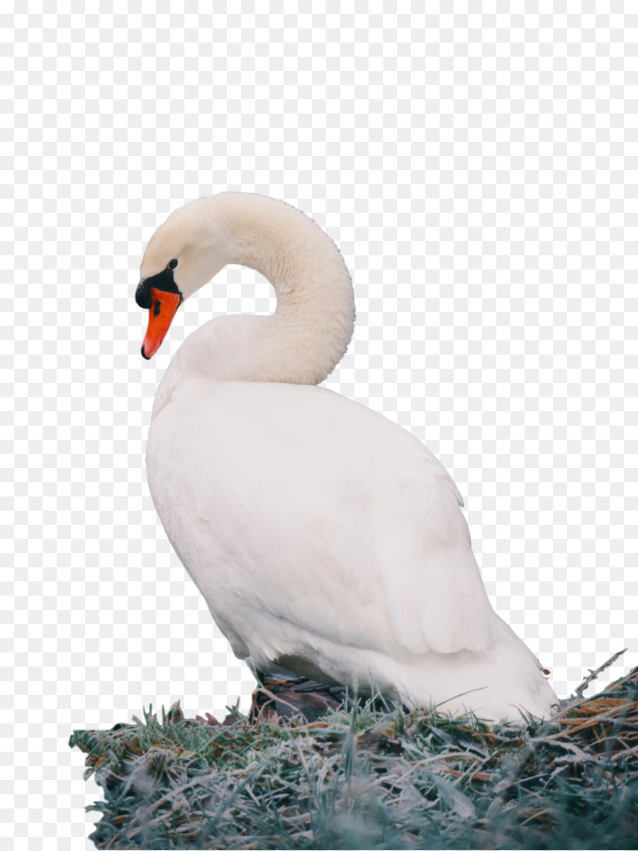 Angsa，Burung PNG