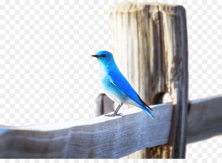 Burung，Labu Burung Biru PNG