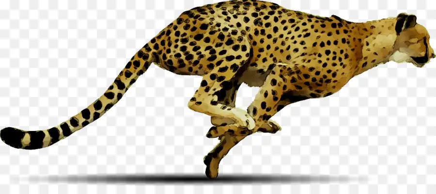 Sepatu Cheetah，Desktop Wallpaper PNG