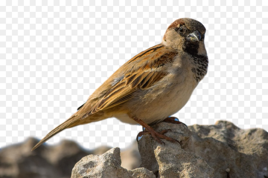 House Sparrow，Ortolan Bunting PNG