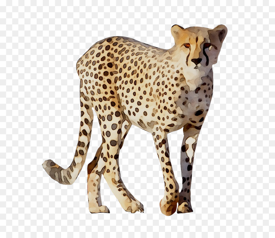 Sepatu Cheetah，Macan Tutul PNG