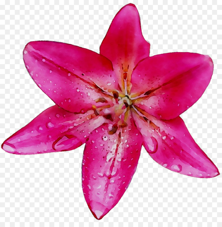 Pink M，Lily M PNG