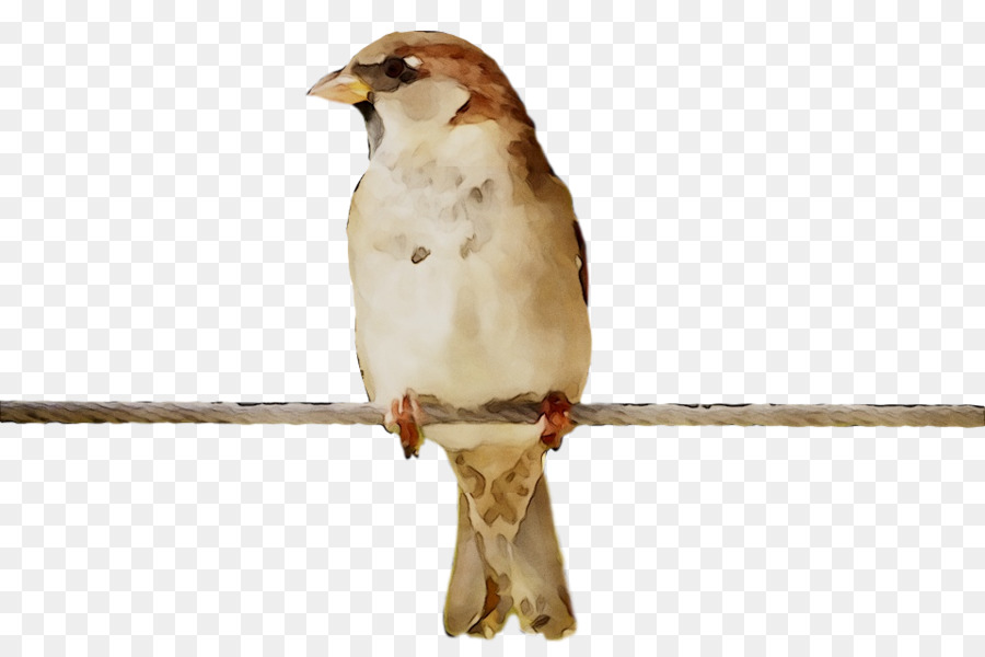 Elang，House Sparrow PNG