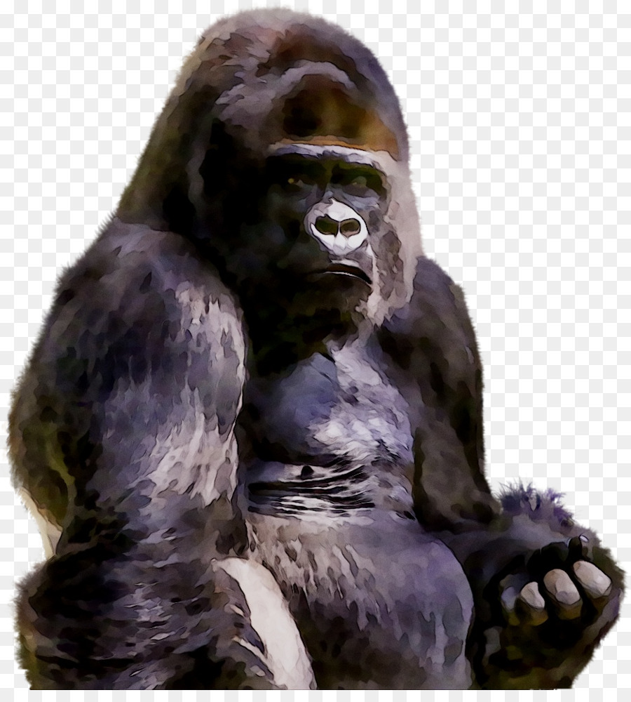 Gorila Barat，Simpanse PNG