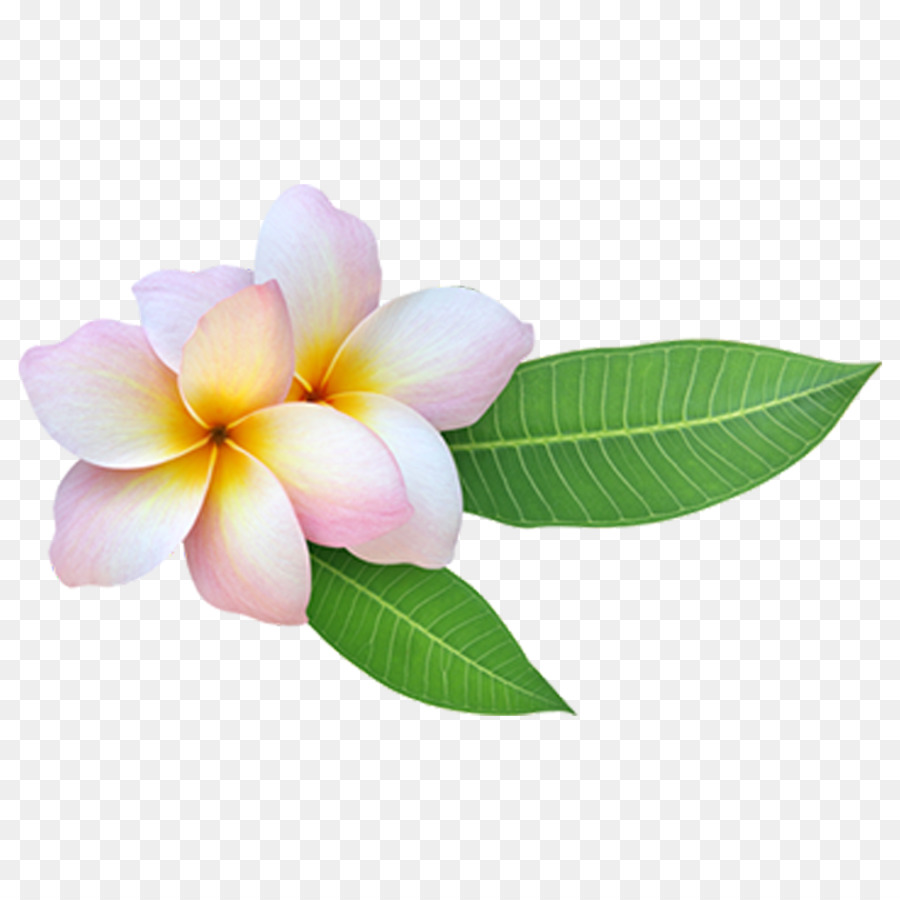 Bunga Plumeria，Mekar PNG