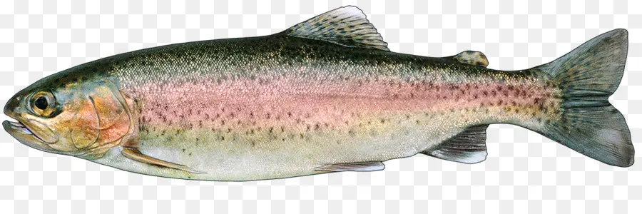 Salmon，Ikan PNG