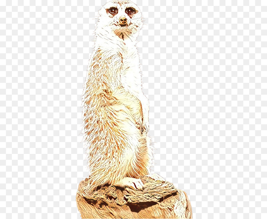 Kumis，Meerkat PNG