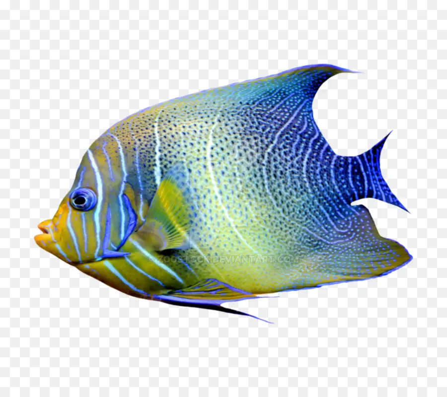 Angelfish，Ikan PNG