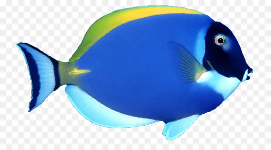 Ikan Biru，Akuatik PNG