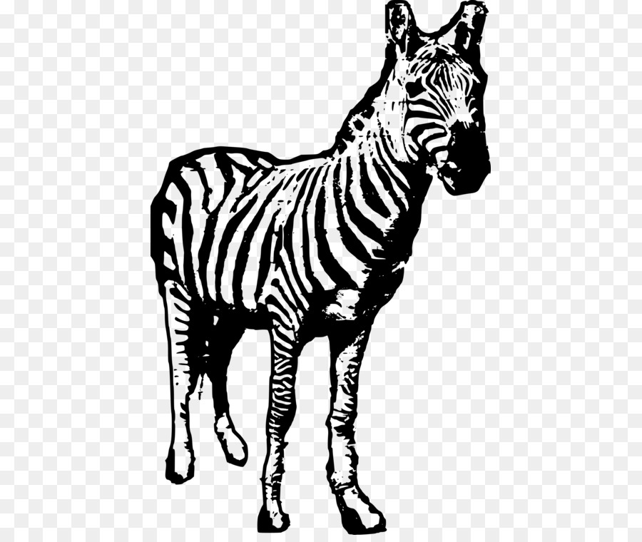 Zebra，Garis Garis PNG