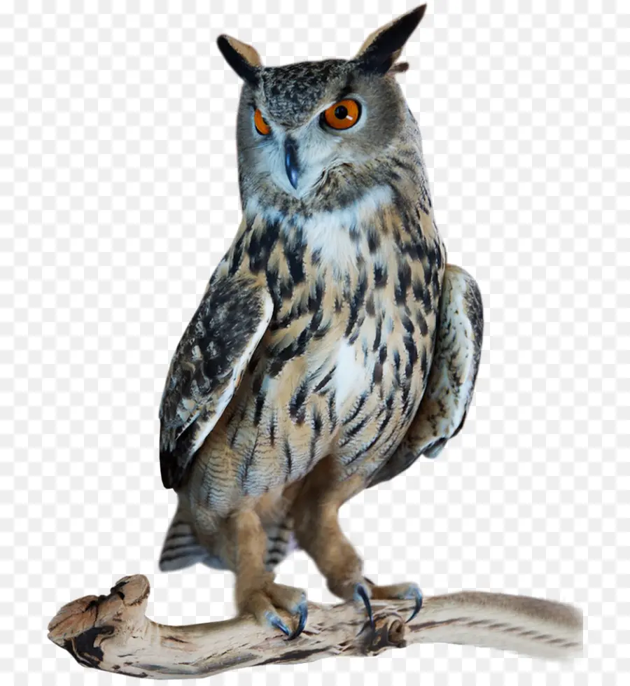 Burung Hantu，Great Bertanduk Owl PNG